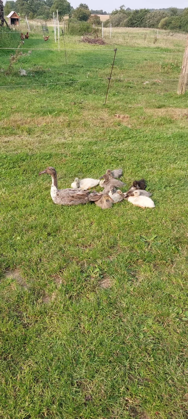 Eine Gruppe Laufenten auf der Wiese